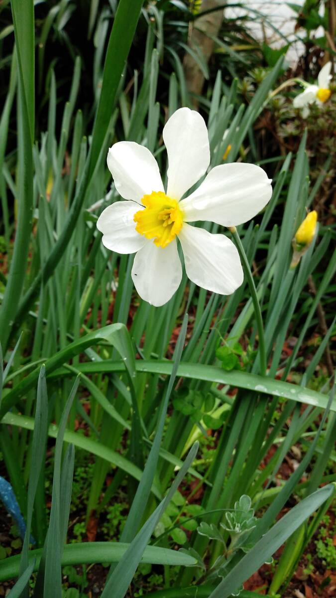 3)スイセン品種不明ラッパスイセンの小杯タイプのような感じ◆中小サイズ混合15個を1セットで150円+希望無ければ送料170円第四種郵便発送拍卖