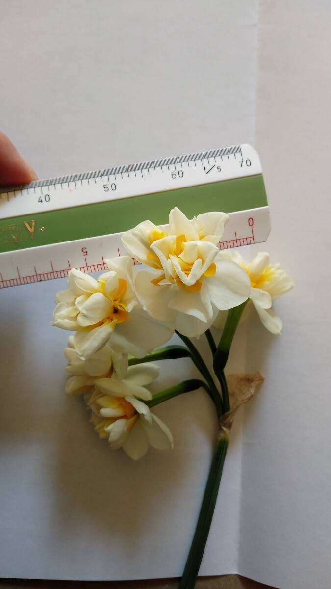 ニホンスイセン八重咲◆中小サイズ混合11個を1セットで150円+特に希望無ければ送料240円(第四種郵便・追跡無補償無)で発送拍卖