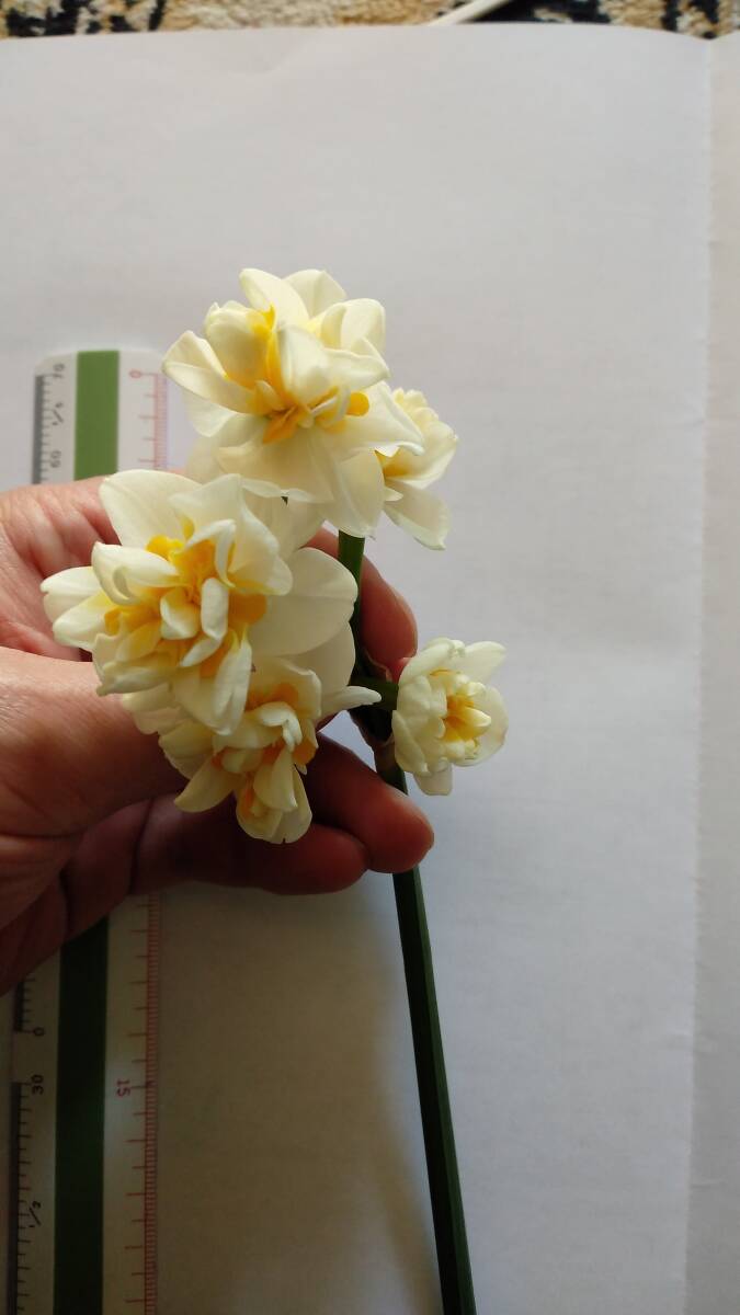 ニホンスイセン八重咲◆中小サイズ混合8個を1セットで150円+特に希望無ければ送料240円(第四種郵便・追跡無補償無)で発送予定拍卖