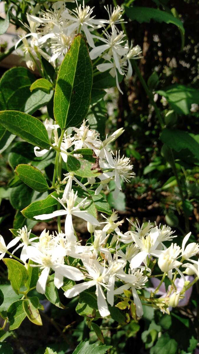 3)センニンソウ仙人草◆野生クレマチスの仲間◆1ポット=180円~+希望無ければ送料210円第四種郵便追跡無補償無で発送。土を落として発送拍卖