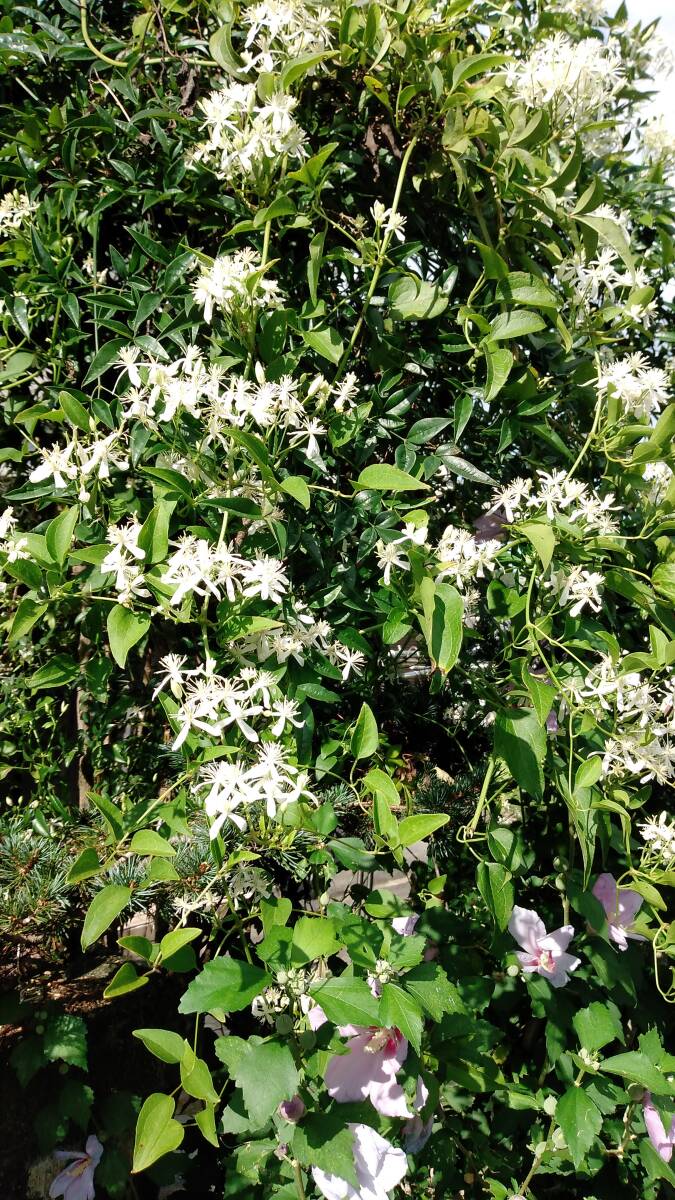 5)センニンソウ仙人草◆野生クレマチスの仲間◆1ポット=180円~+希望無ければ送料210円第四種郵便追跡無補償無で発送。土を落として発送拍卖