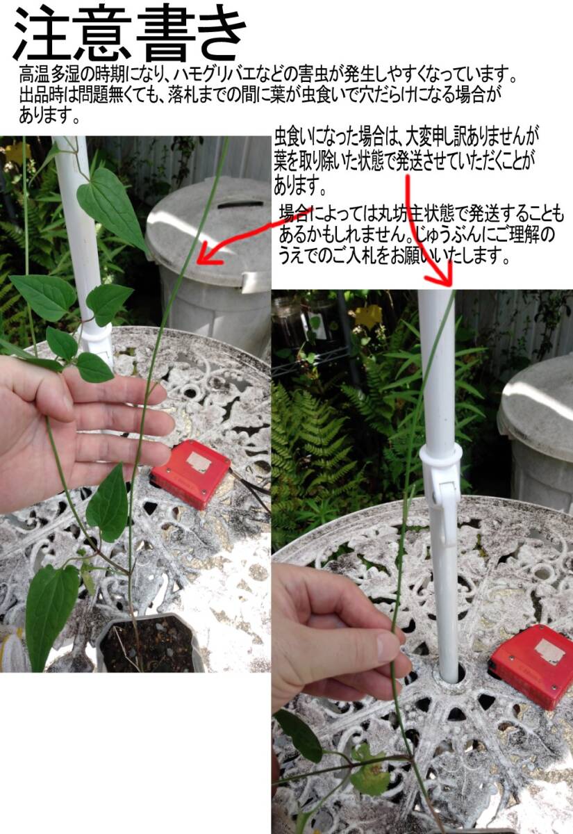 4)センニンソウ仙人草◆野生クレマチスの仲間◆1ポット=180円~+希望無ければ送料210円第四種郵便追跡無補償無で発送。土を落として発送拍卖