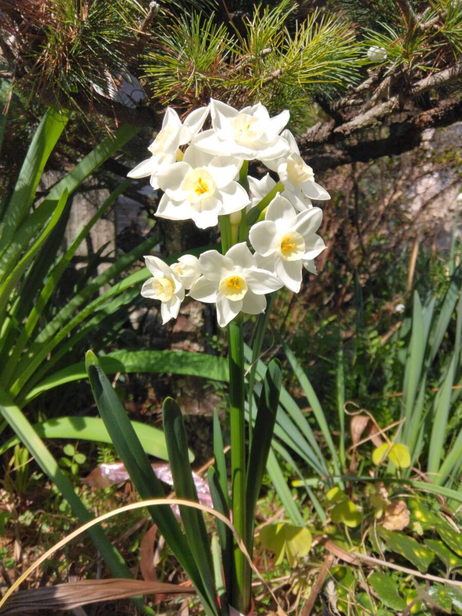 2)房咲水仙(花色は白)◆中サイズ5個を1セットで180円+特に希望無ければ送料240円(第四種郵便・追跡無補償無)で発送予定拍卖