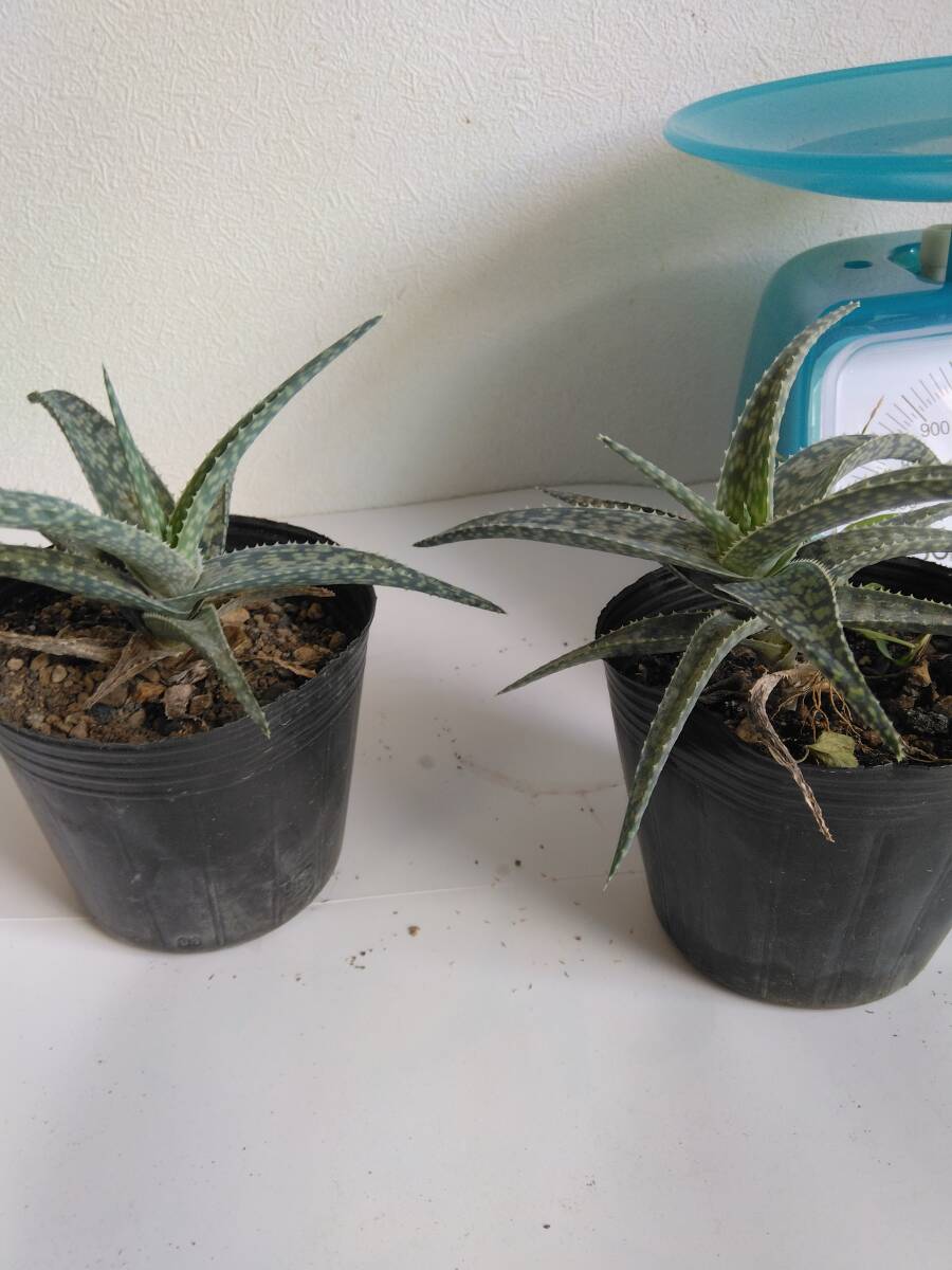 小型アロエ品種不明・フレーク柄?◆2本を1セットで160円~+希望無ければ送料170円(第四種郵便・追跡無補償無)で発送。土を落として発送拍卖