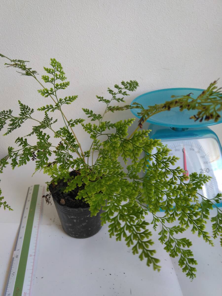 ホラシノブ。アジアンタムに似た日本の野生シダ◆2ポットを1セットで180円~希望無ければ第四種郵便498円で発送。土を落とさず鉢のまま発送拍卖