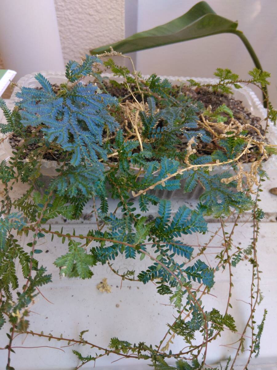 コンテリクラマゴケ(レインボーファーン◆中サイズ苗1鉢を180円~+希望無ければ送料210円第四種郵便追跡無補償無で発送◆土を落として発送拍卖