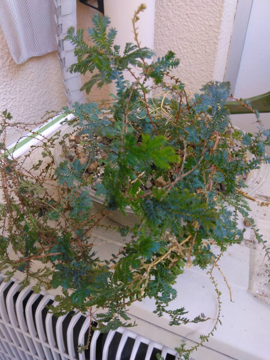 2)コンテリクラマゴケ(レインボーファーン◆中サイズ苗1鉢を180円~+希望無ければ送料210円第四種郵便追跡無補償無で発送◆土落として発送拍卖