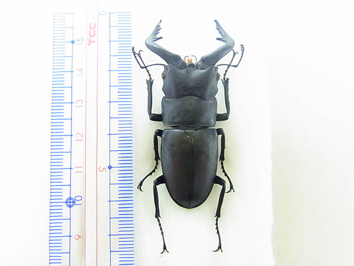 滋賀県高島市産ノコギリクワガタ♂(標本) 62㎜ 大型・美麗仕上がり品 拍卖