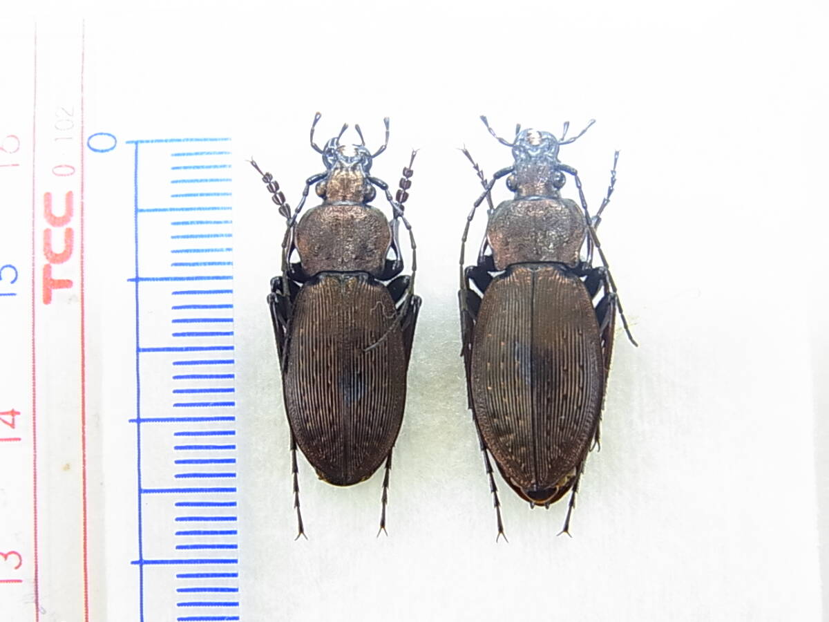 三重県名張市産ムロウオサムシ・ペア標本 イワワキオサムシ室生亜種 レア タイプ産地産 美麗品拍卖