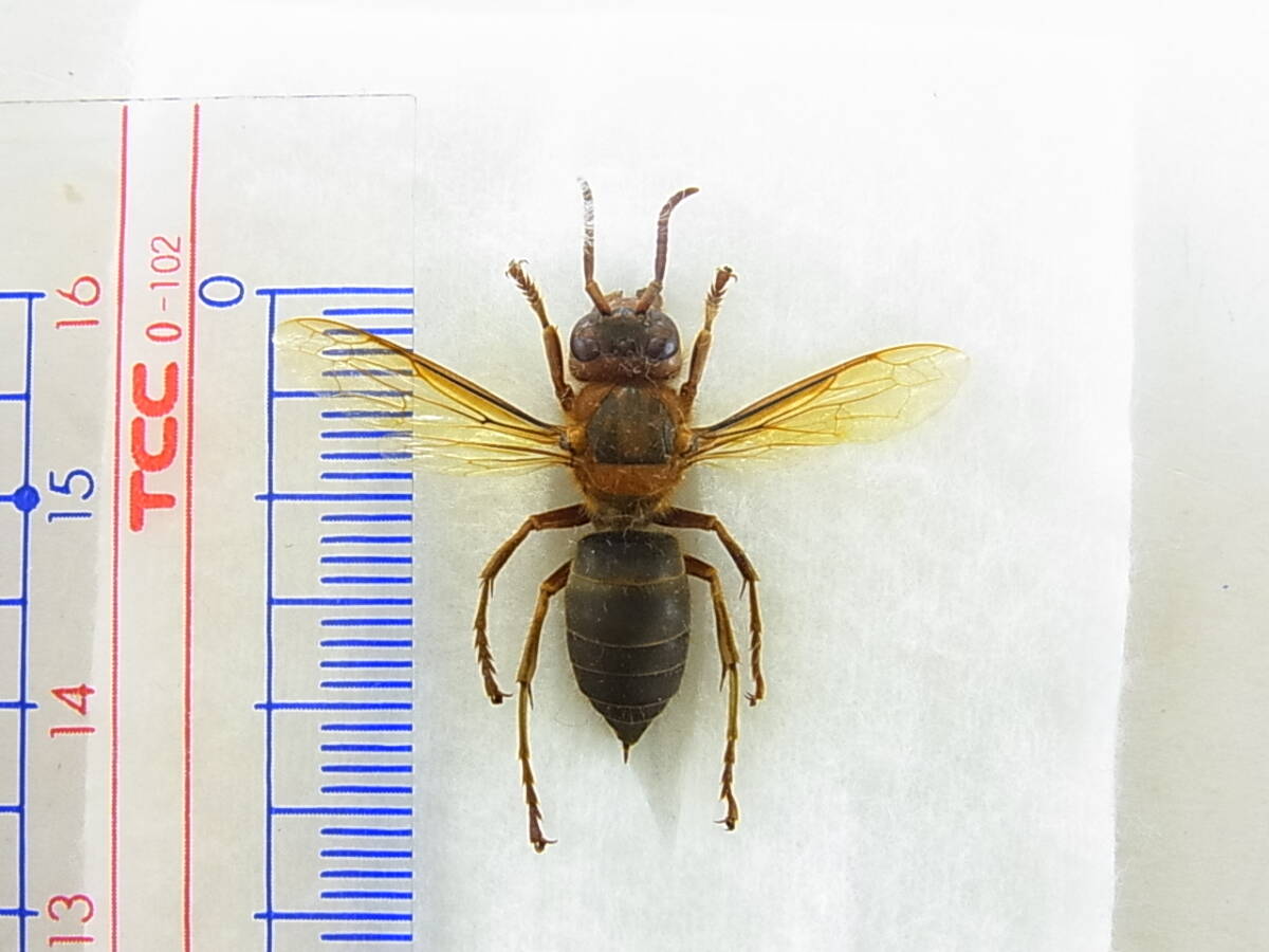 石川県白山市・白峰産チャイロスズメバチ・ワーカー(展翅標本) レア産地 美麗仕上がり品拍卖