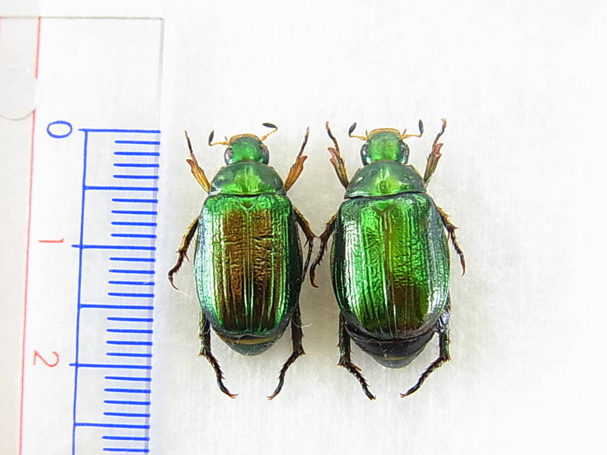 京都府福知山市産ツヤスジコガネ・ペア標本 レア 緑金~赤金光沢・美麗仕上がり品拍卖