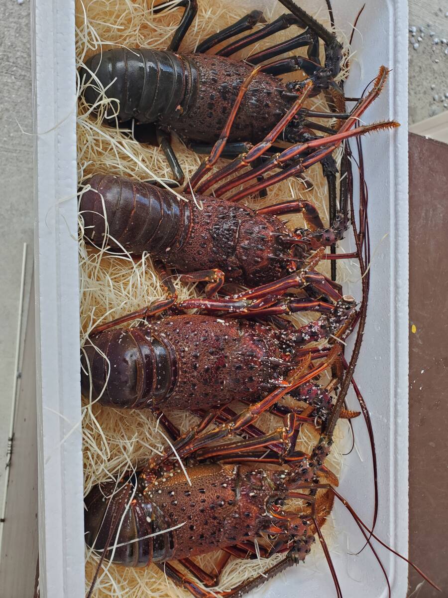 漁師直送!特大伊勢エビ3㎏!拍卖