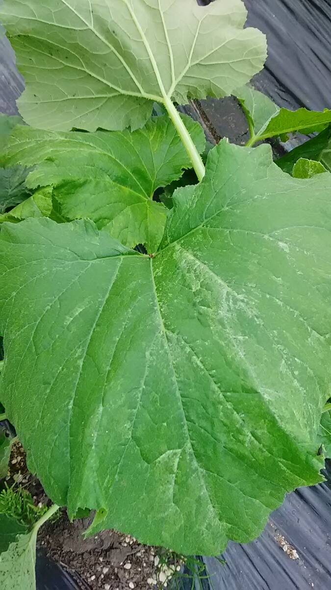 ズッキーニ/砂子斑?ロマネスコ/20粒(2025/8採種)拍卖