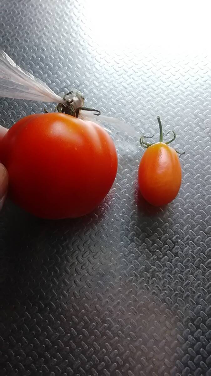 加工用トマト/ピエンノロ(赤)スダッツF1×スプライト/20粒(2025/8採種)(2025/8発芽確認)拍卖