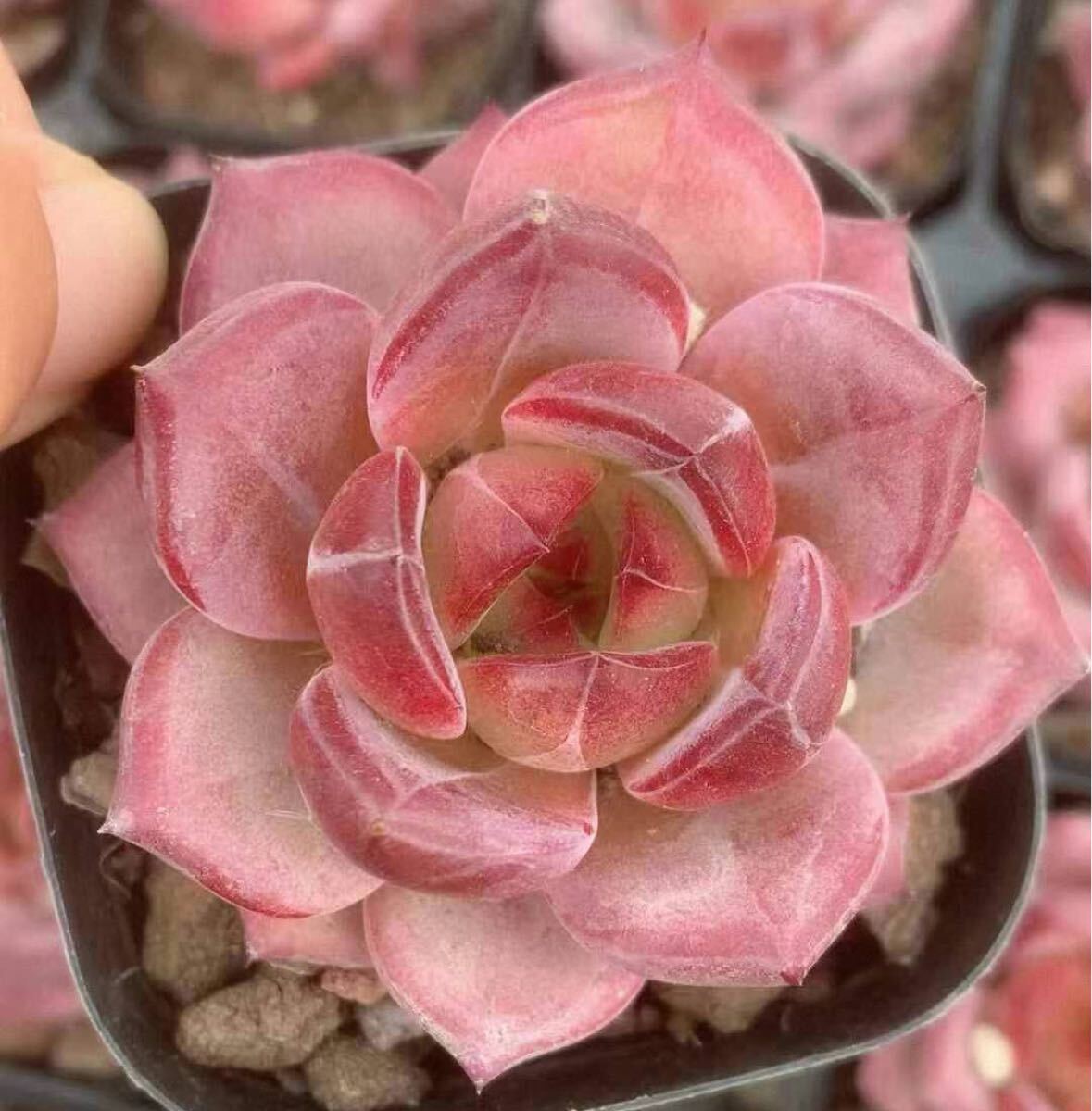 夜魔 新品種 エケベリア 多肉植物拍卖