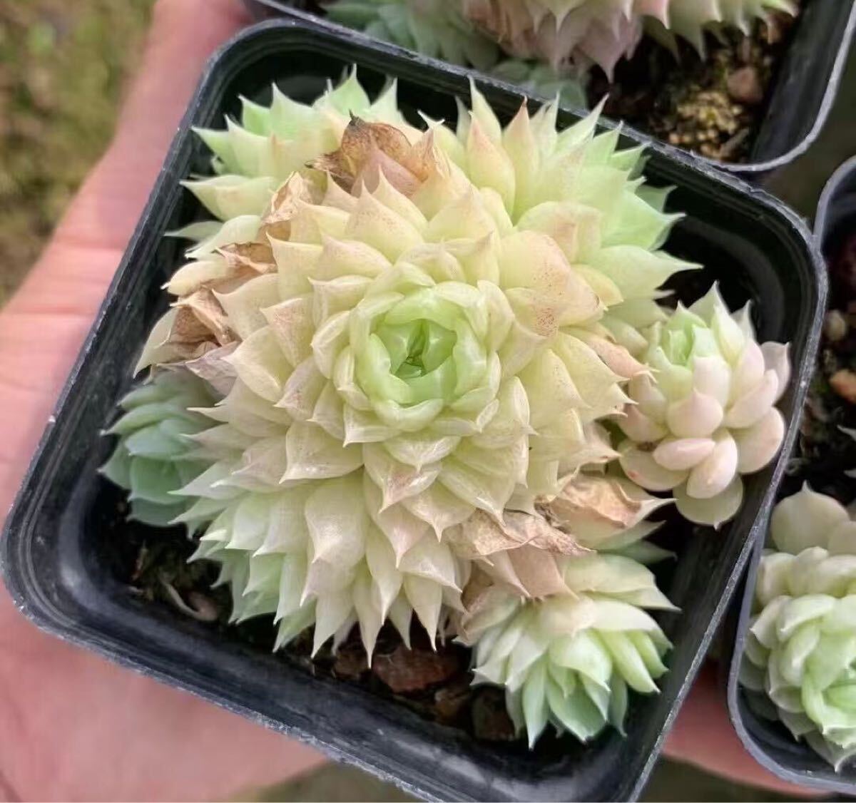 ウエディングドレス 群生 新品種 エケベリア 多肉植物拍卖