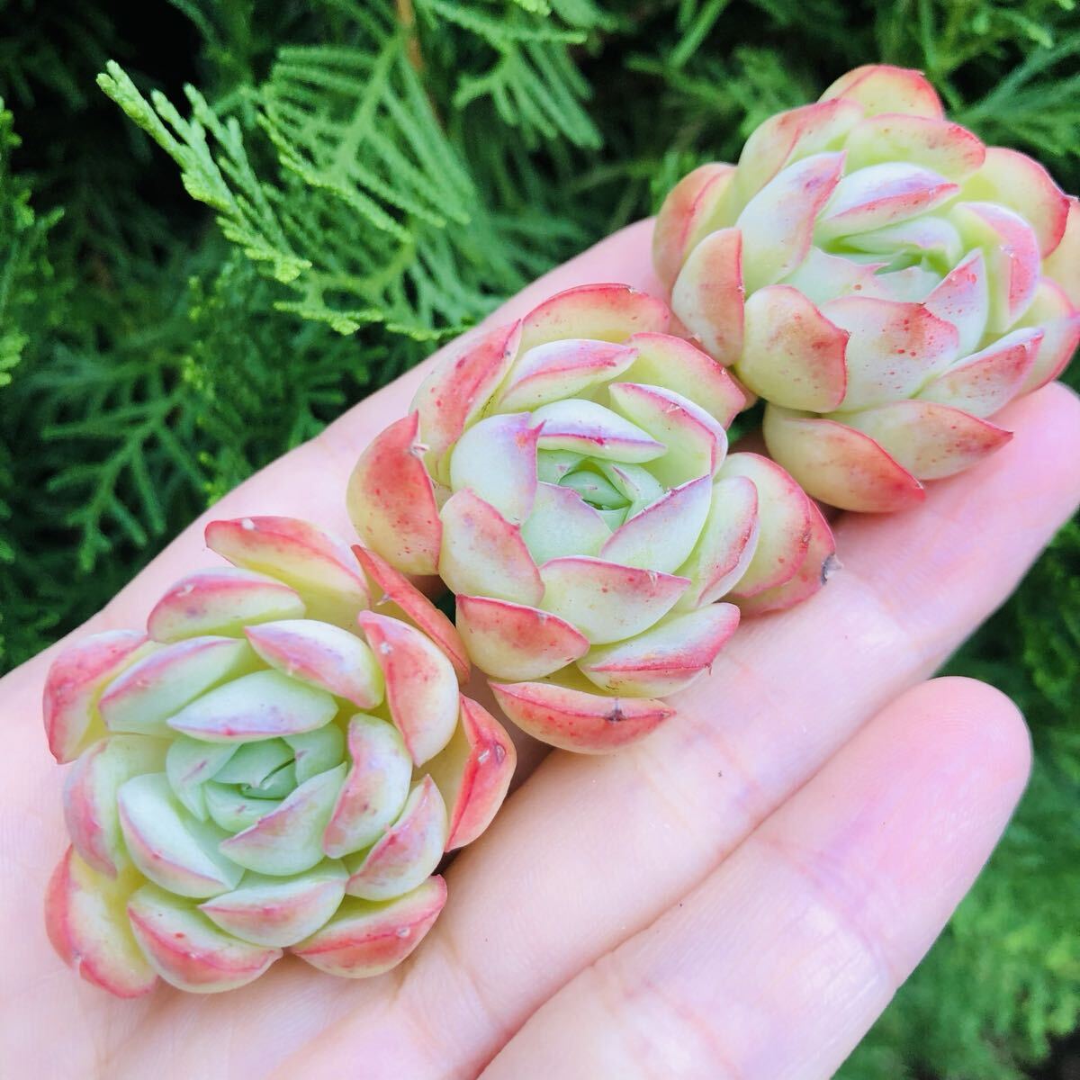 3個セット シャインマスカット エケベリア 多肉植物拍卖