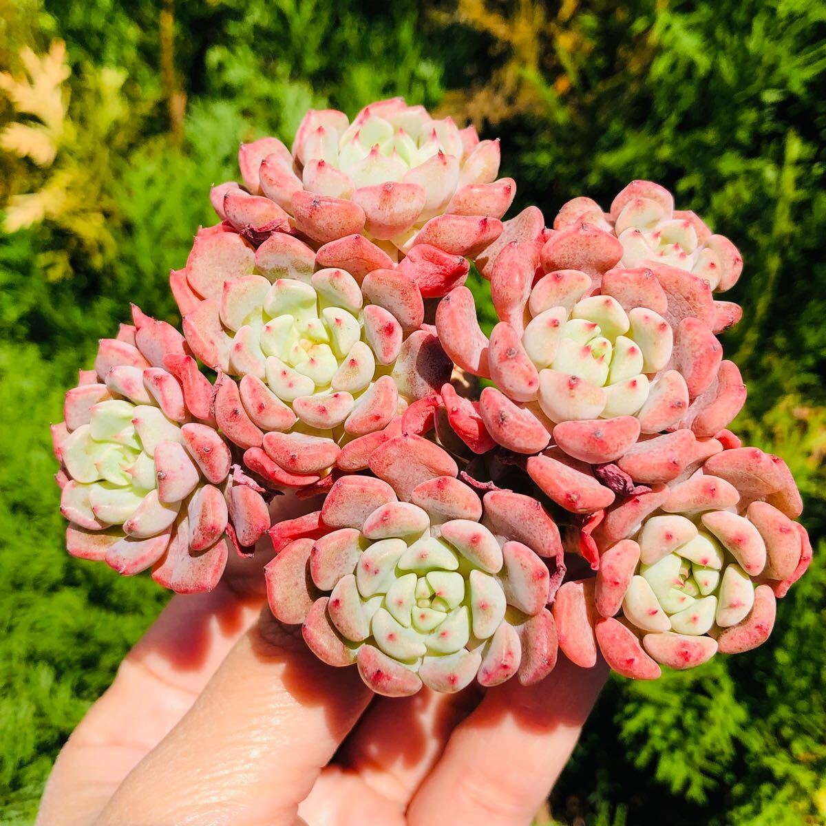 ピンクミニマ 群生 エケベリア 多肉植物拍卖