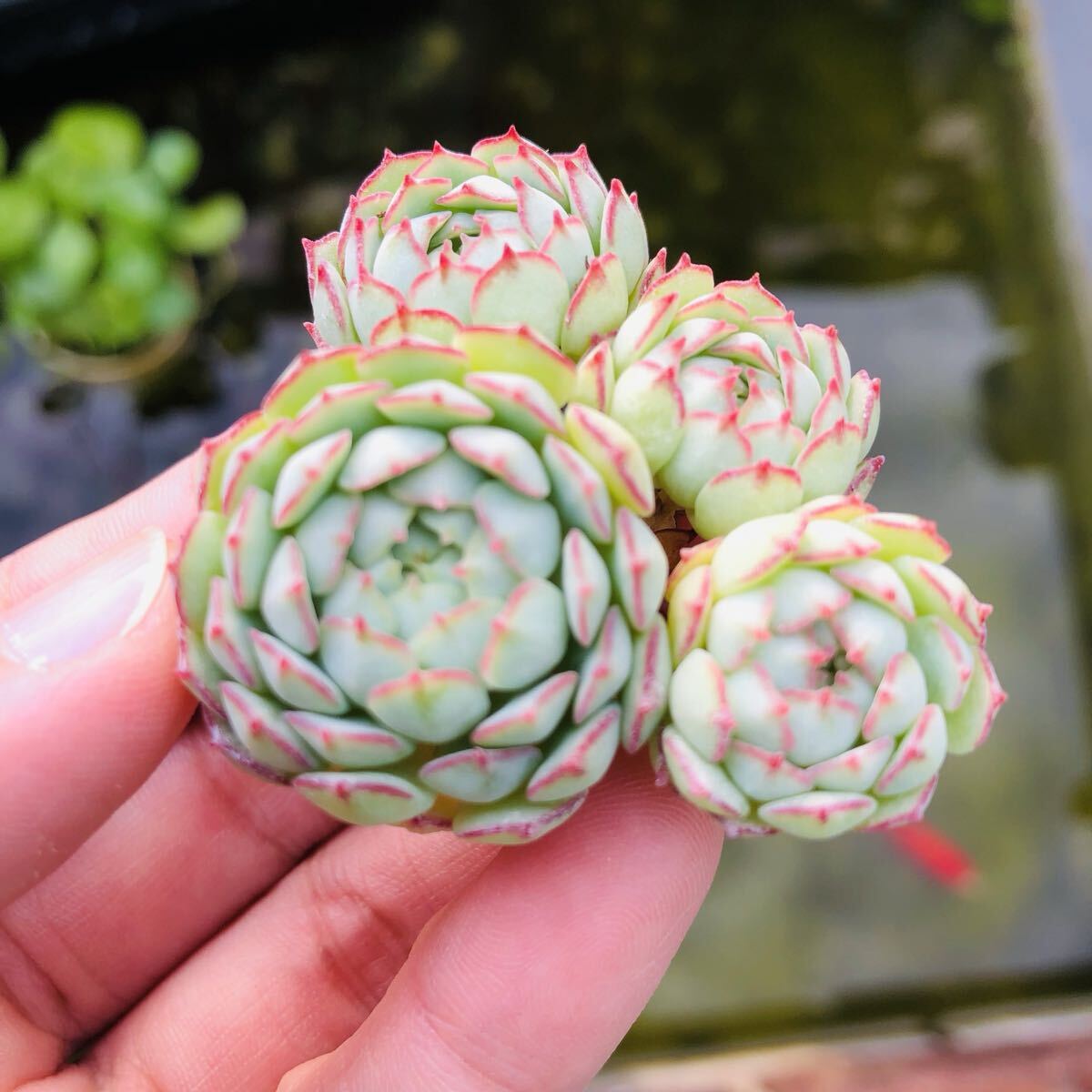 リトルレッドボート 群生 エケベリア 多肉植物拍卖