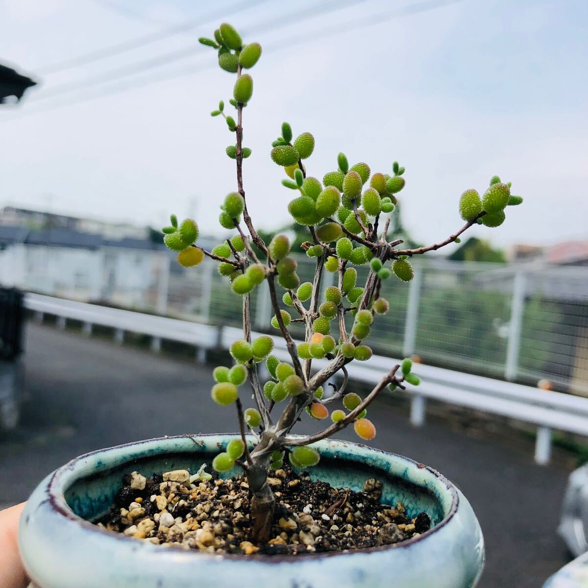 ドロサンテマム グロボーサム 多肉植物拍卖