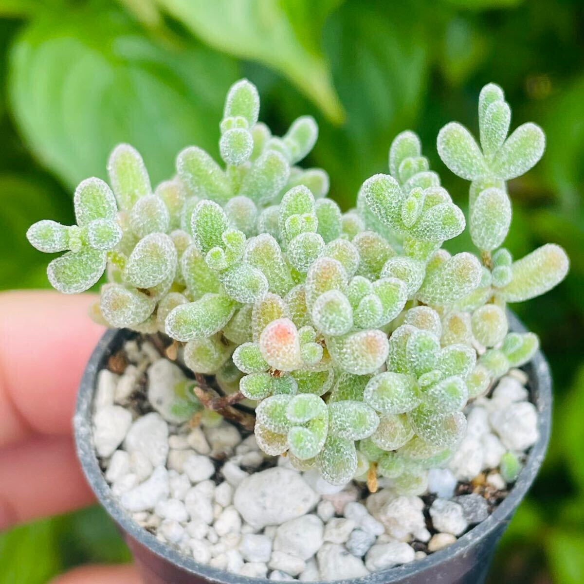 ドロサンテマム 氷晶 発根済み 多肉植物拍卖