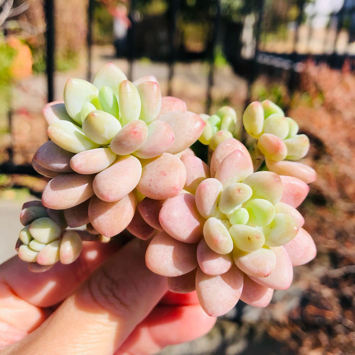 ティファニー 群生 エケベリア 多肉植物拍卖