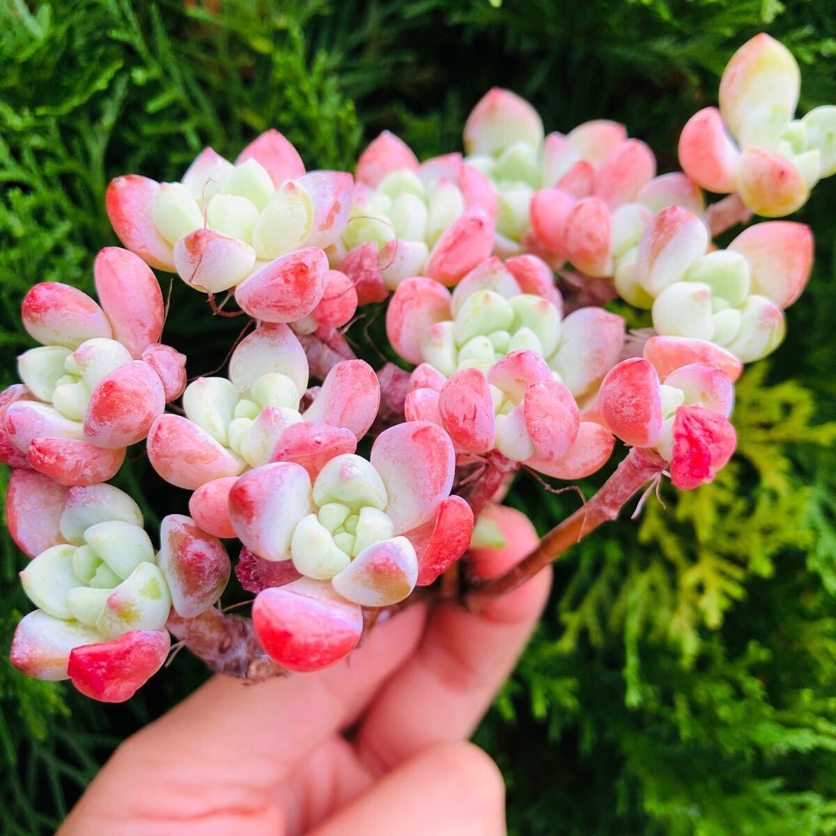 ピンクフレヌ 群生 エケベリア 多肉植物拍卖