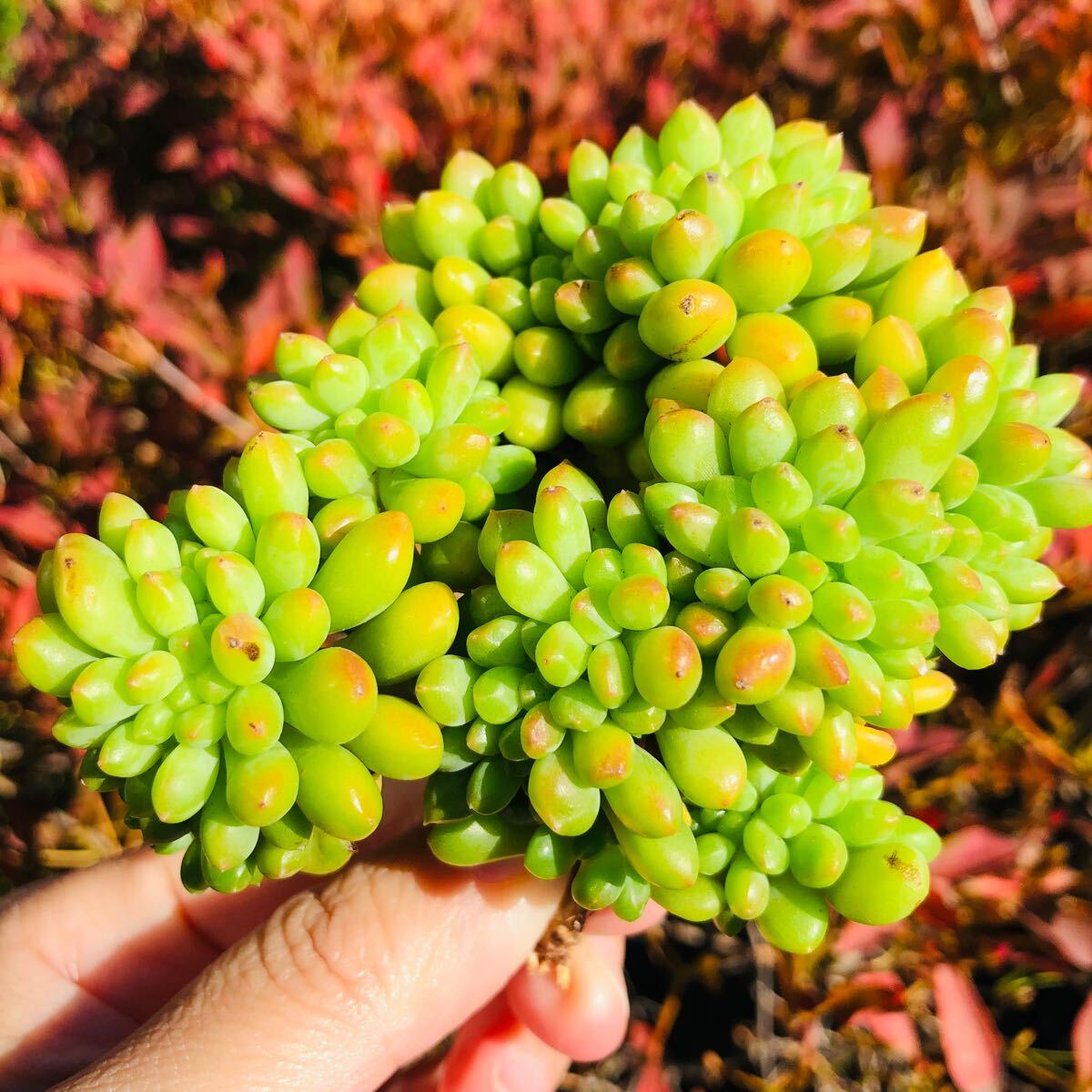 春萌綴化 エケベリア 多肉植物拍卖