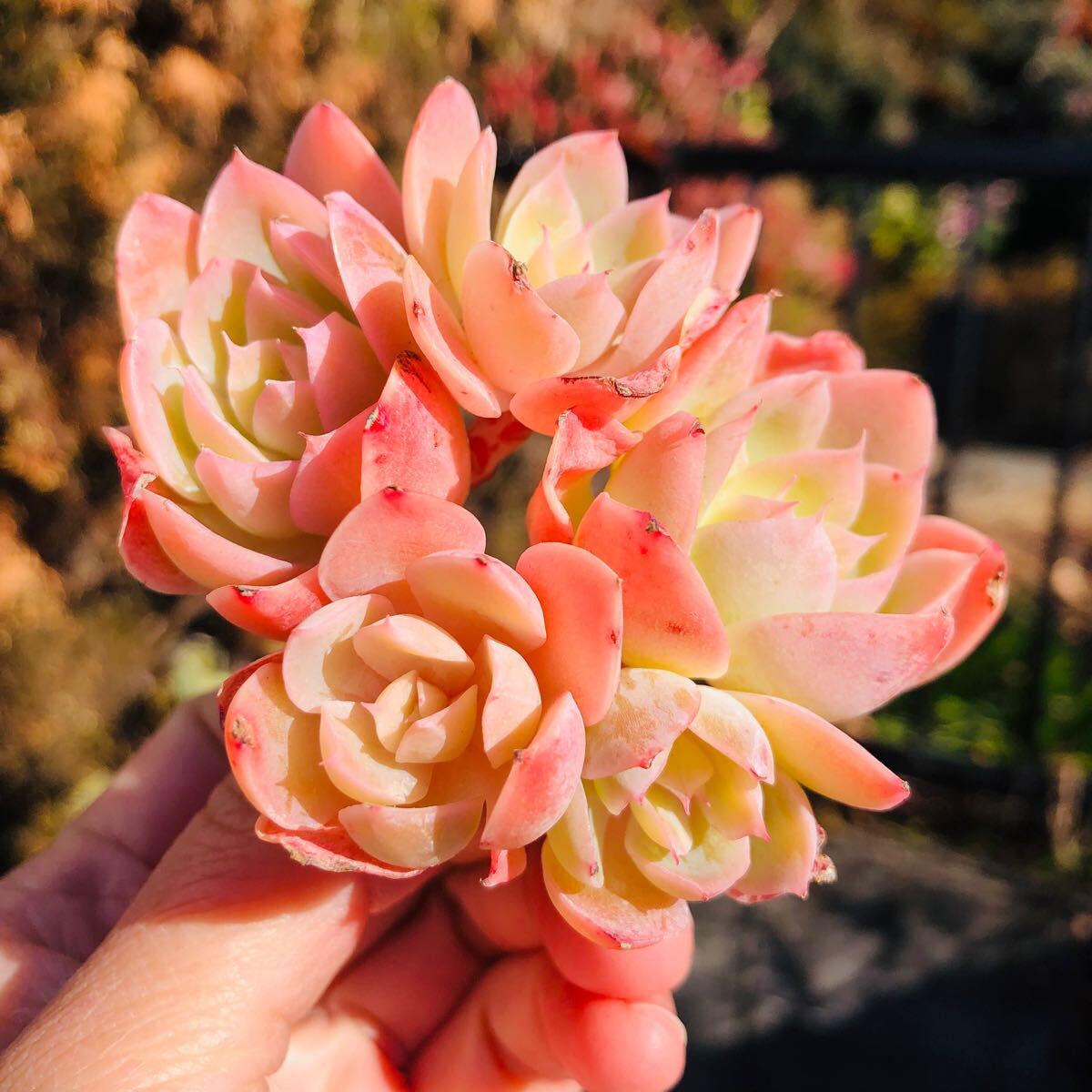 シルクベイル 群生 5頭 エケベリア 多肉植物拍卖