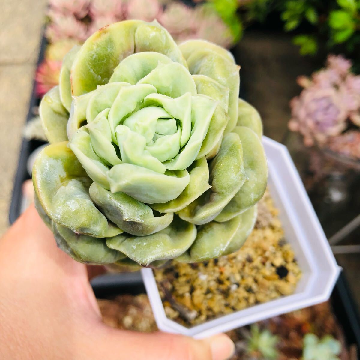 バンプラブリーローズ エケベリア 多肉植物拍卖