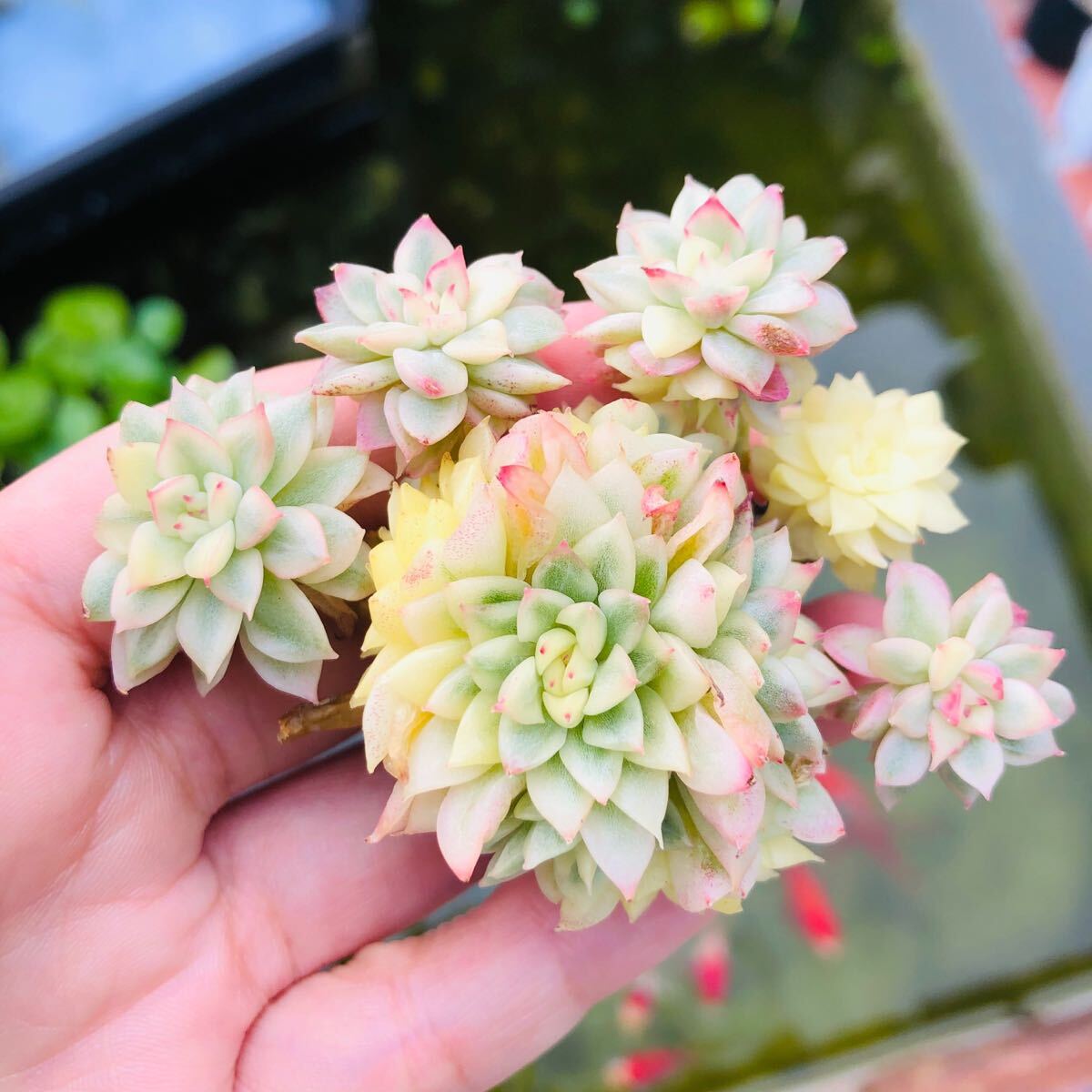 女雛錦 群生 エケベリア 多肉植物拍卖