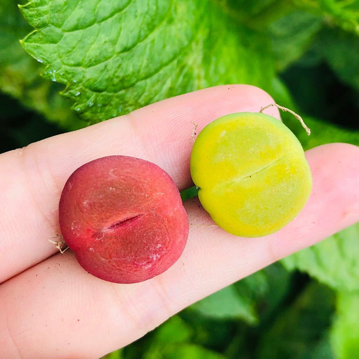 2個セット コノフィツム マウガニー 蟠桃 大苗 2cm以上 多肉植物拍卖