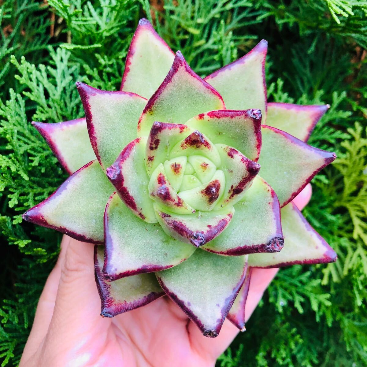 黒魔王 ブラックエボニー 大苗 エケベリア 多肉植物拍卖