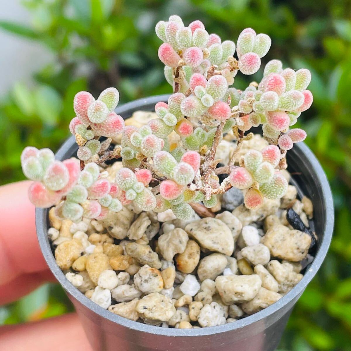 ドロサンテマム 氷晶 発根済み 多肉植物拍卖