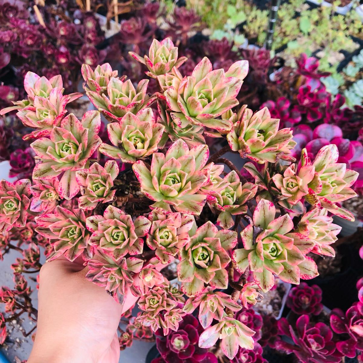 スイートティー アエオニウム 群生 多肉植物拍卖