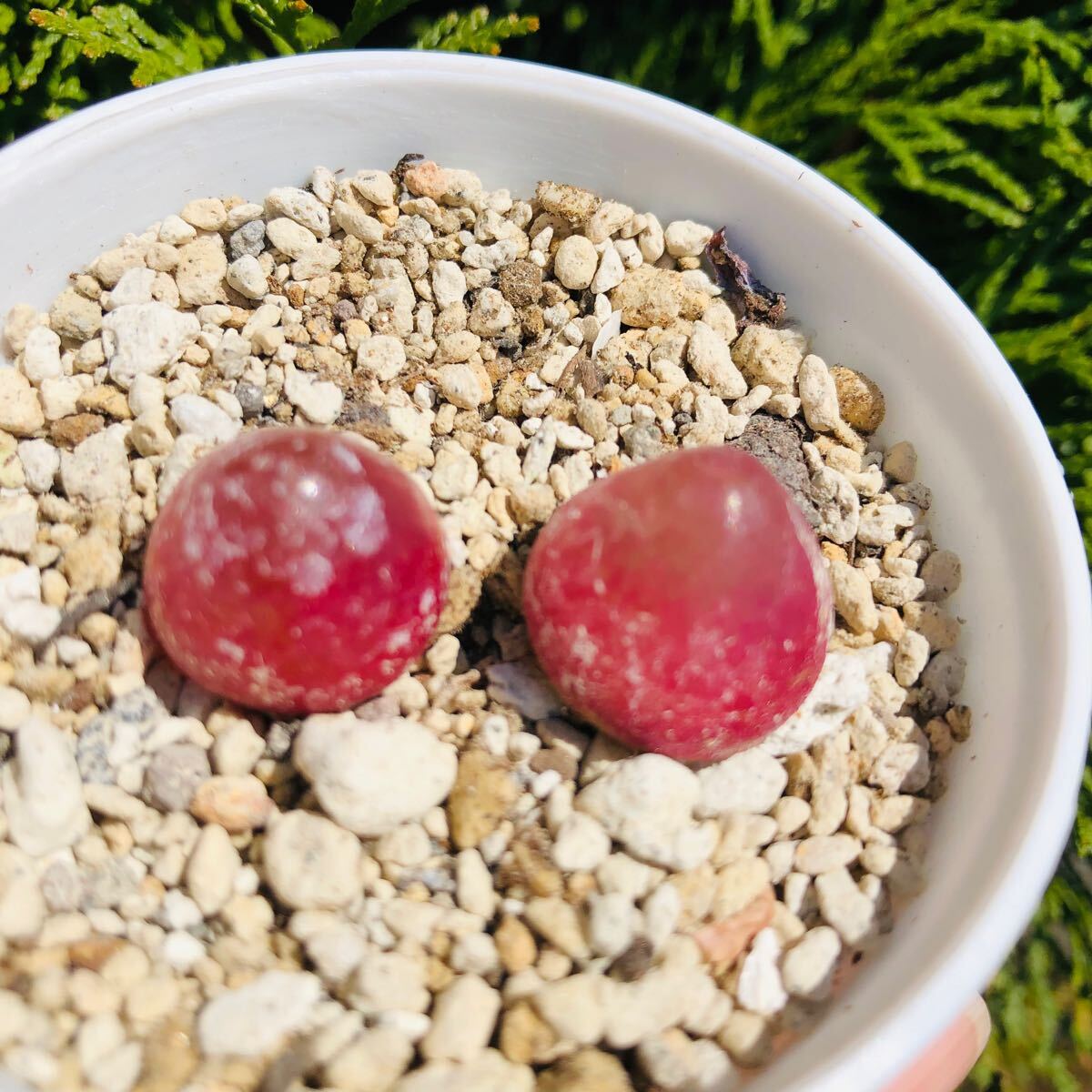 コノフィツム ブルゲリ 大苗 2-2.5cm 2個セット 多肉植物拍卖