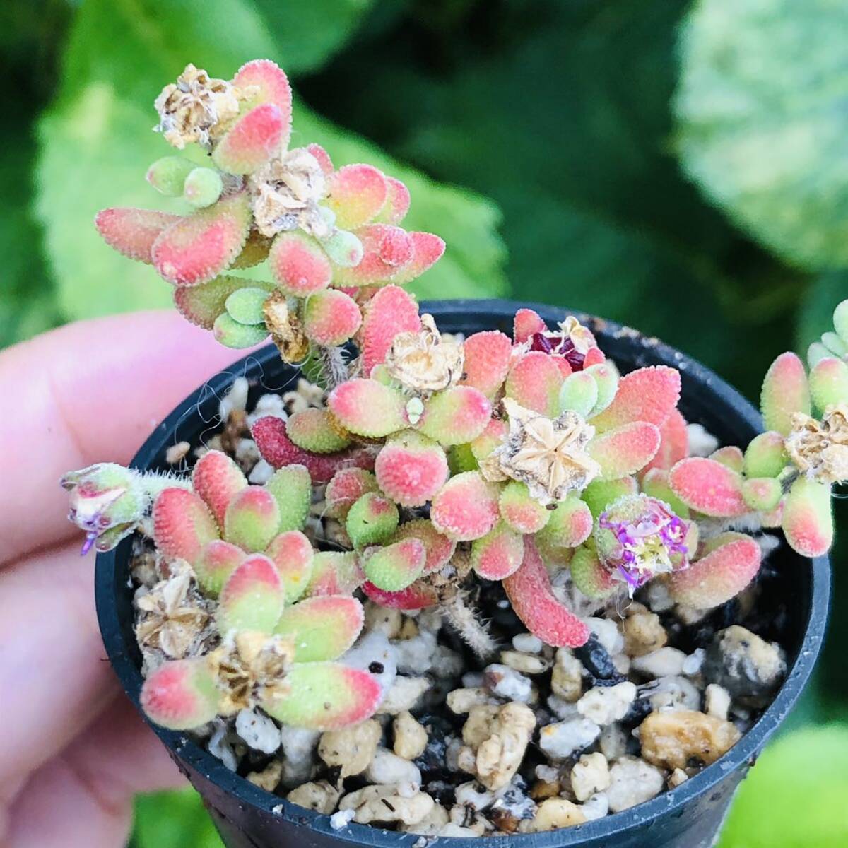 ドロサンテマム 紅宝石 発根済み 多肉植物拍卖