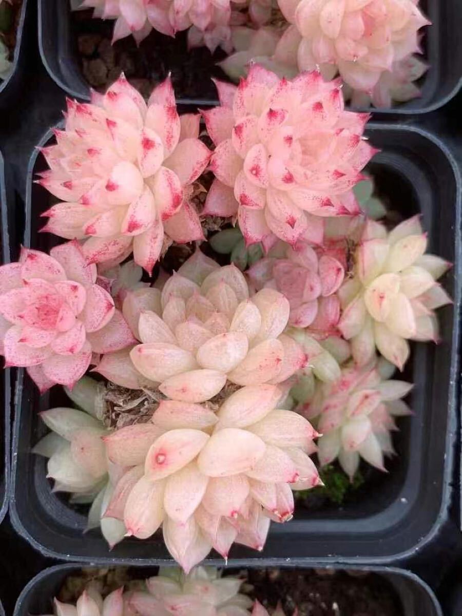 朶朶氷 新品種 群生 エケベリア 多肉植物拍卖