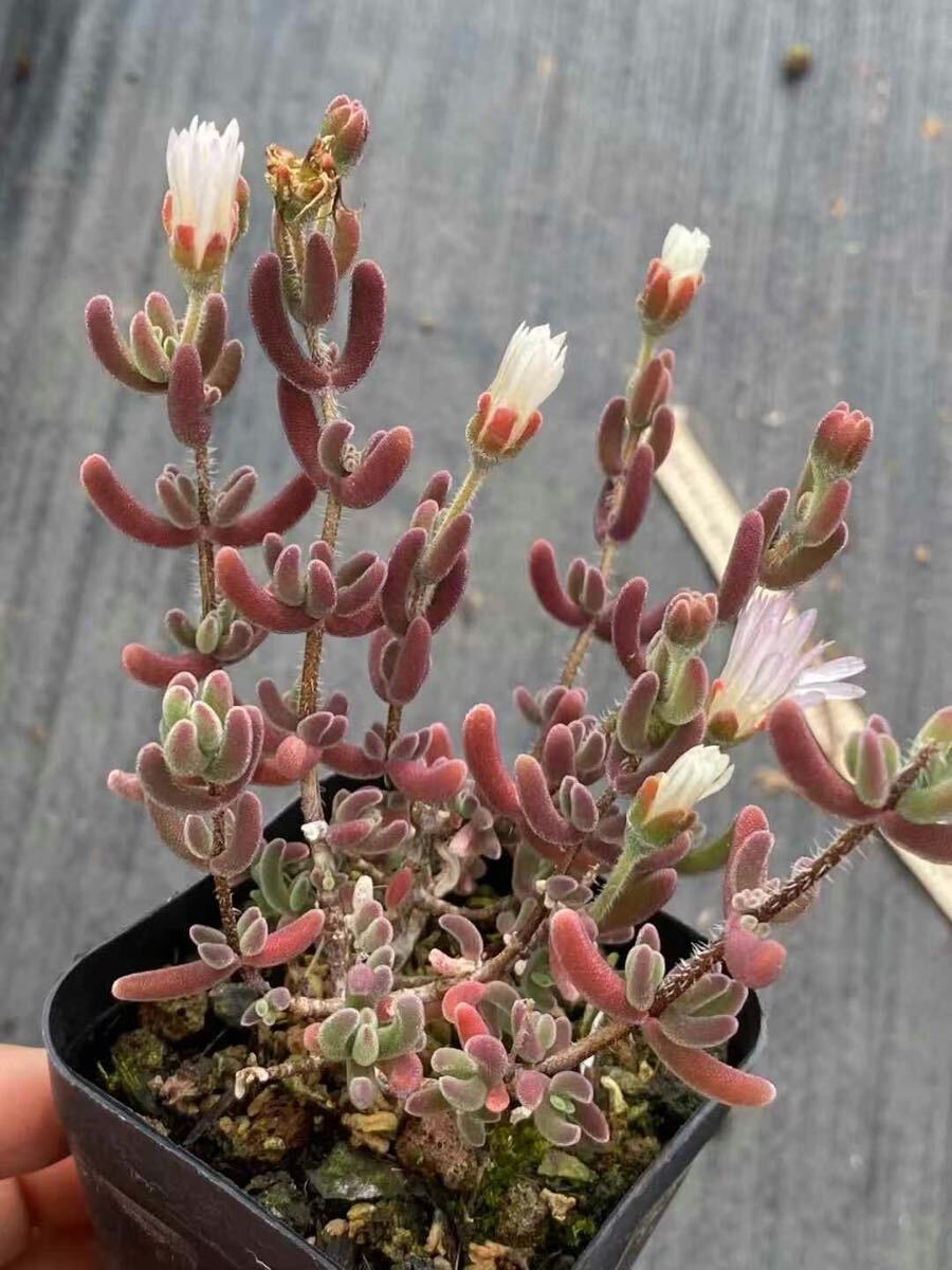 ドロサンテマム 紅葉 大苗 美苗 希少 多肉植物拍卖