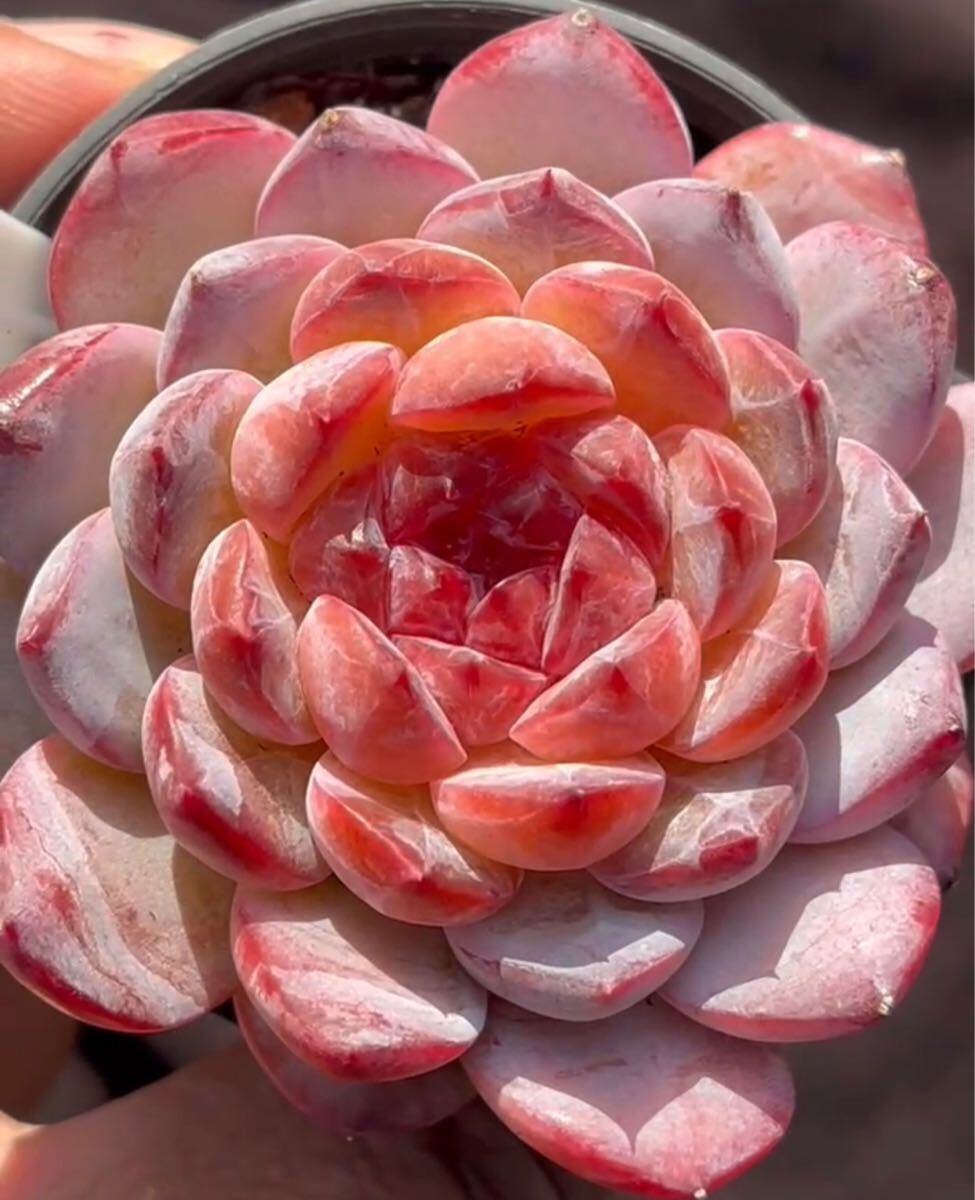 ストロベリーコハク 新品種 可愛い エケベリア 多肉植物拍卖