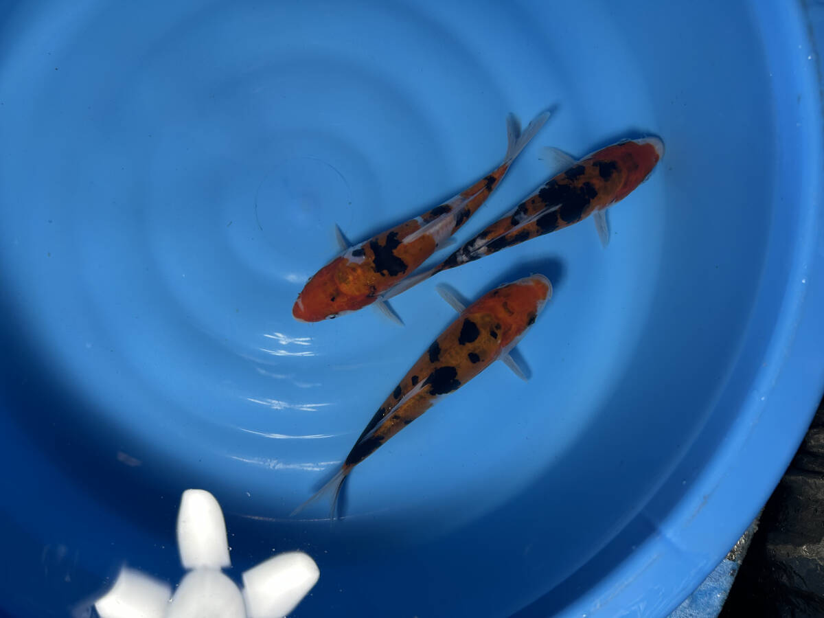 【煌豊錦鯉】ドイツ三色3尾セット 当歳 17㎝前後(鈴重系)拍卖