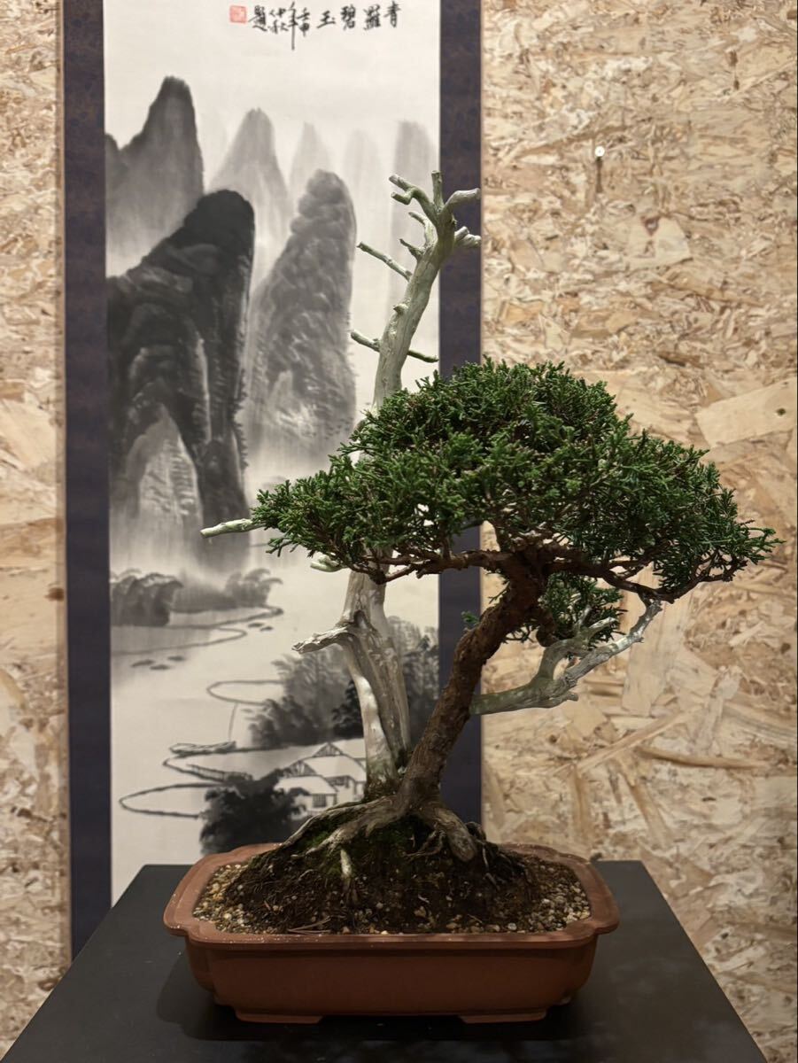 真柏 中品盆栽 神舎利 粘り良し 双幹 樹齢約30年 拍卖