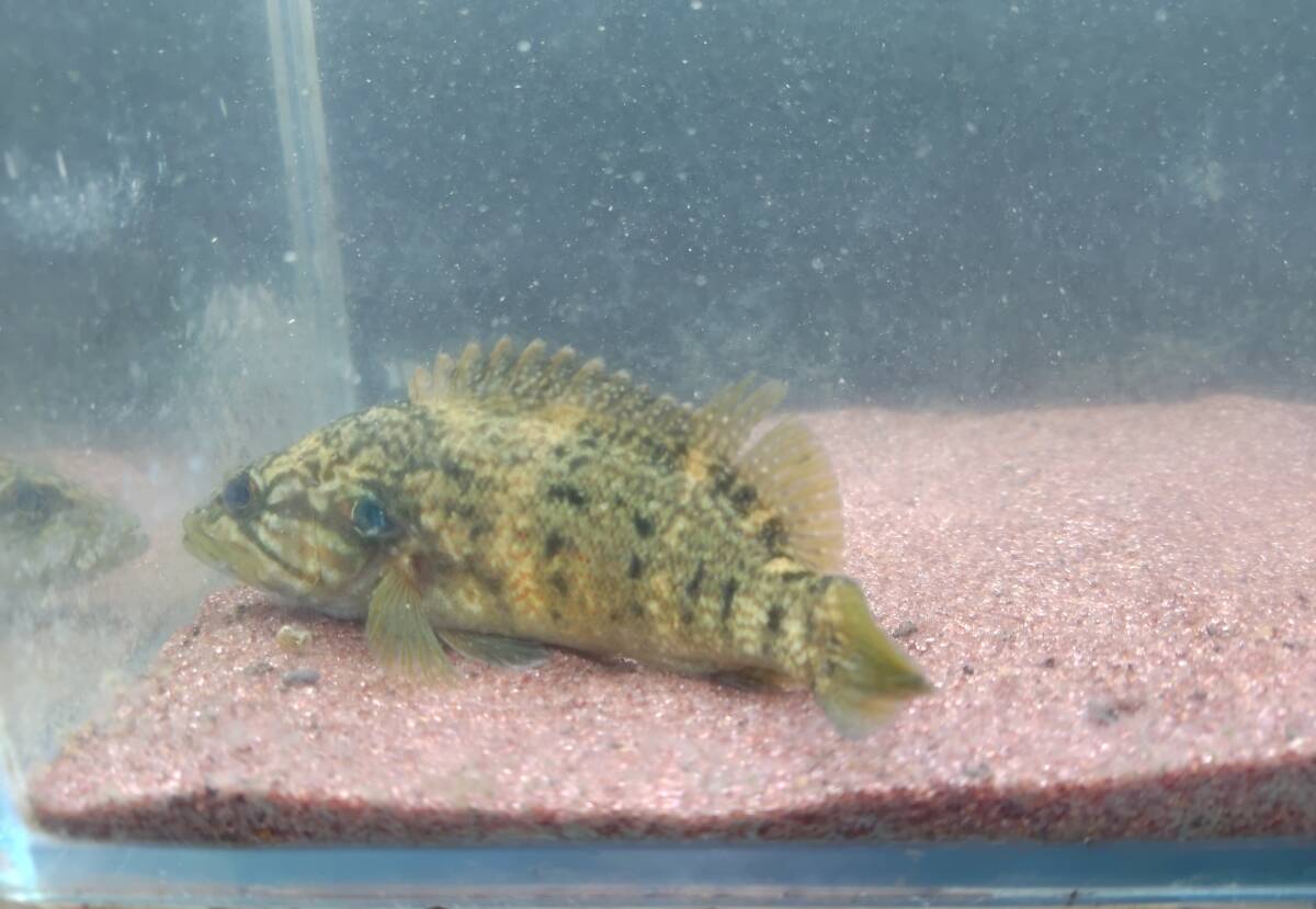 【R7-M18】希少!!ミニマムサイズ!! コウライオヤニラミ!! 10~13㎝!!前後~拍卖