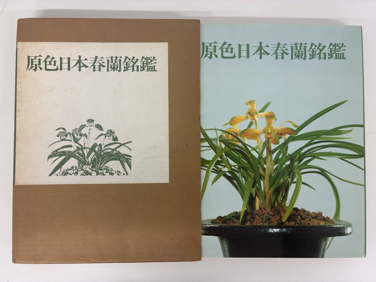 ⑨C22h◆原色日本春蘭銘鑑 ガーデンライフ編◆誠文堂新光社 植物 山野草 園芸 ガーデニング 古本 昭和60年10月18日発行 外箱入り拍卖