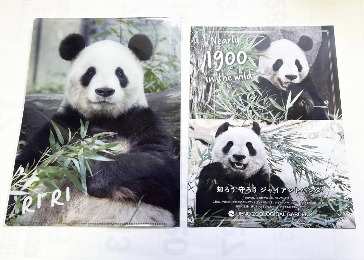 リーリー & シンシン メモリアル A4クリアファイル 両面 上野動物園 ジャイアントパンダ 普及啓発パンフレット付き 未使用 力力 真真拍卖
