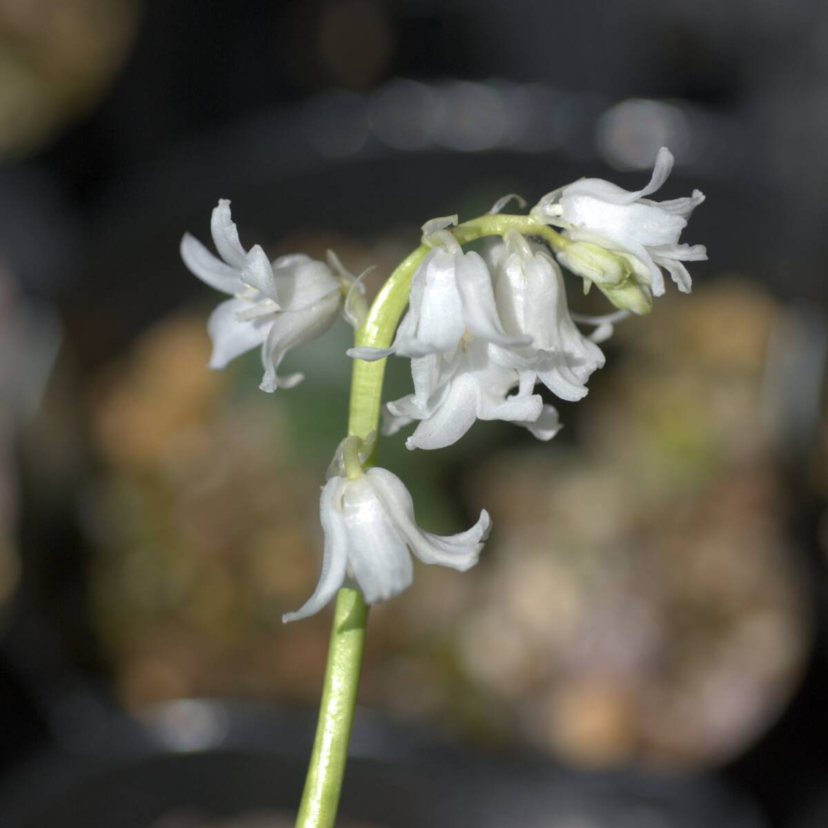 シラー カンパニュラータ ホワイト 10球 球根 宿根草 山野草拍卖