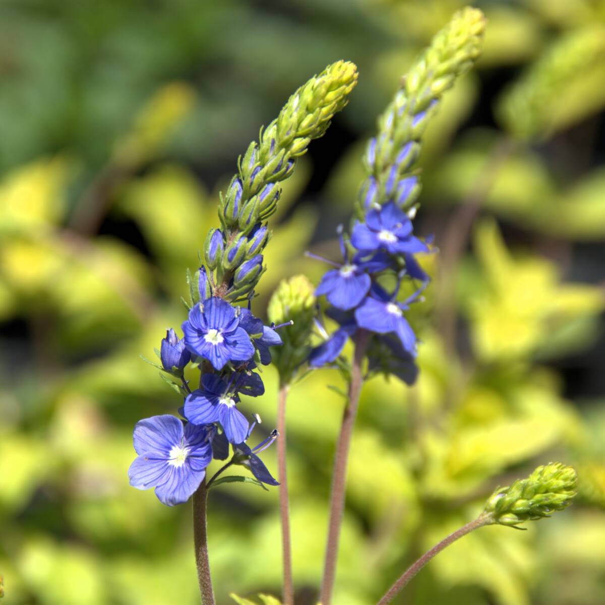 【ゴールドリーフ】 ベロニカ アズテックゴールド 宿根草 山野草拍卖