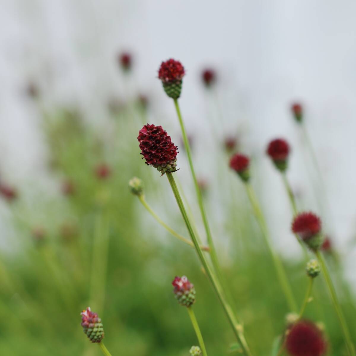 【矮性】 サングイソルバ タンナ ワレモコウ 宿根草 山野草拍卖