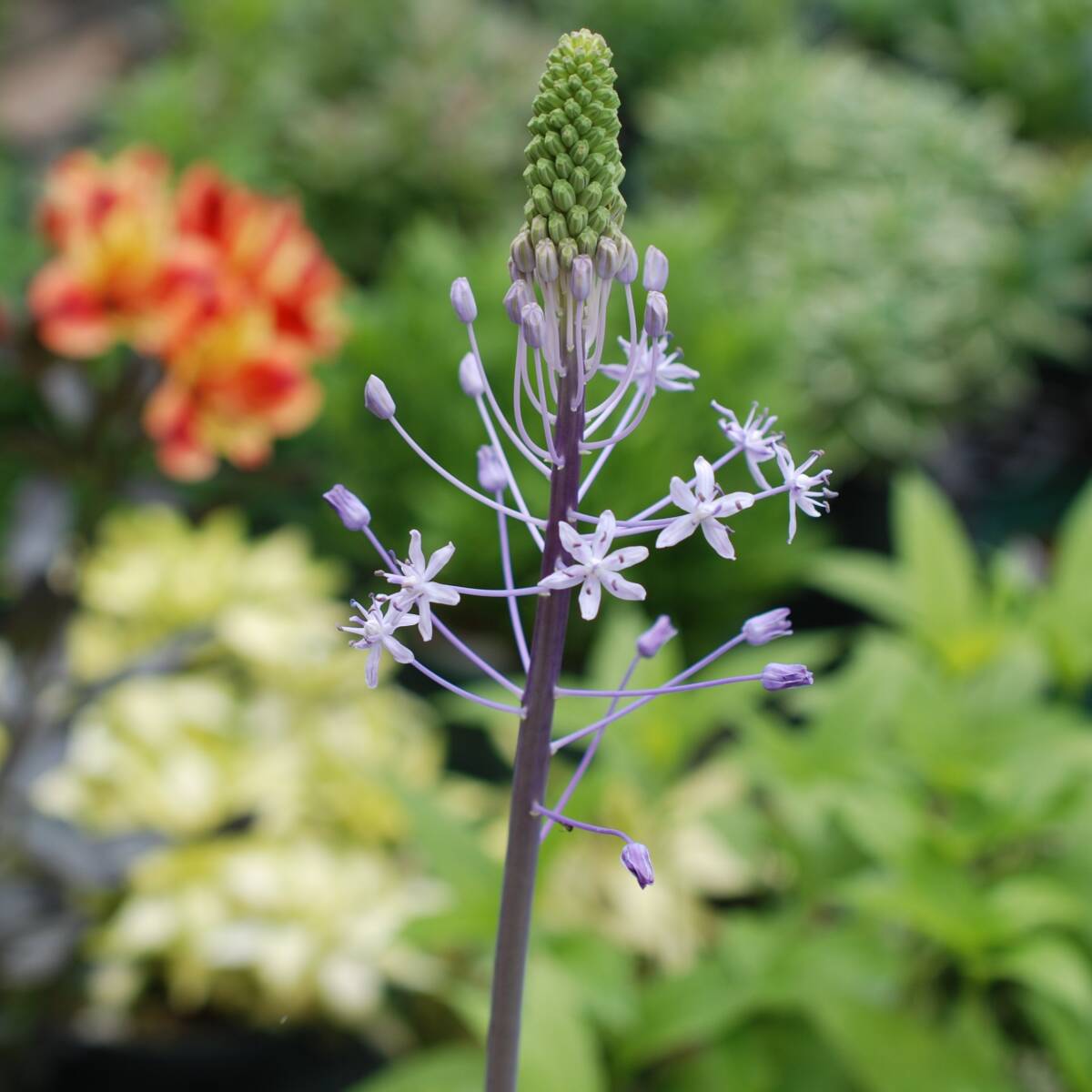 シラー ブルーアロー 1球 球根 宿根草 山野草拍卖