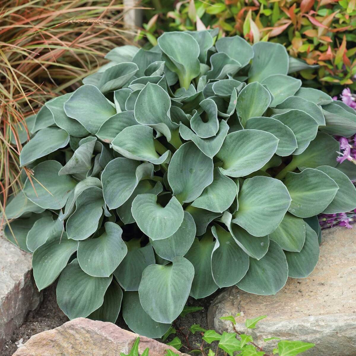 【シェードガーデン/小型】 ホスタ ブルーマウスイヤー ギボウシ 宿根草 山野草拍卖